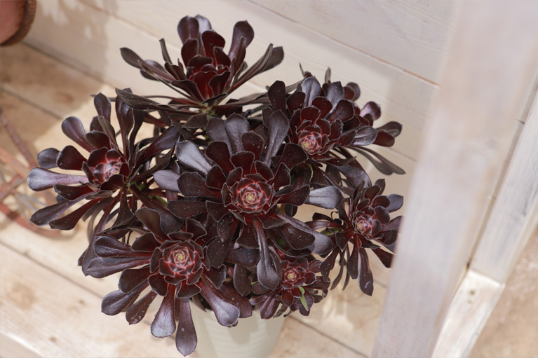 冬型の多肉植物